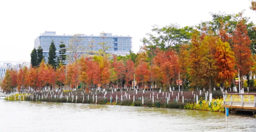 1月最美的佛山藏在这里！全部免费赏！