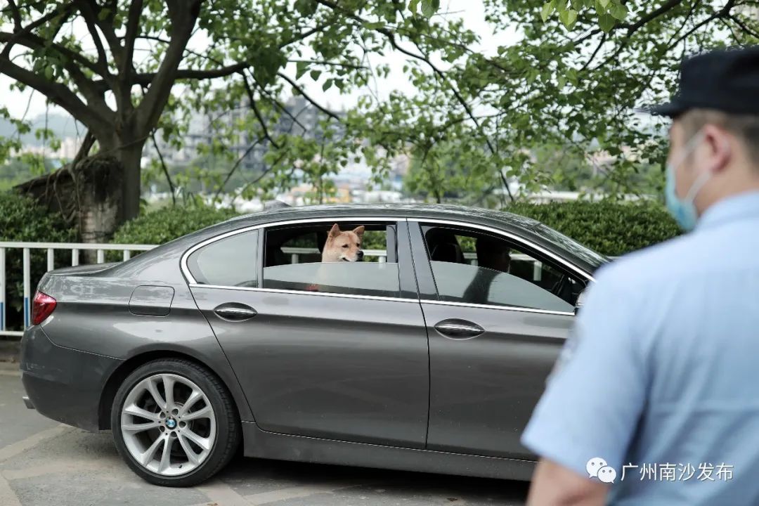 家有宠物注意事项,养宠物犬的注意事项