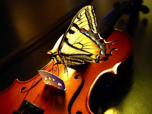 梁祝首演是沈榕还是俞丽拿,俞丽拿吕思清小提琴曲梁祝