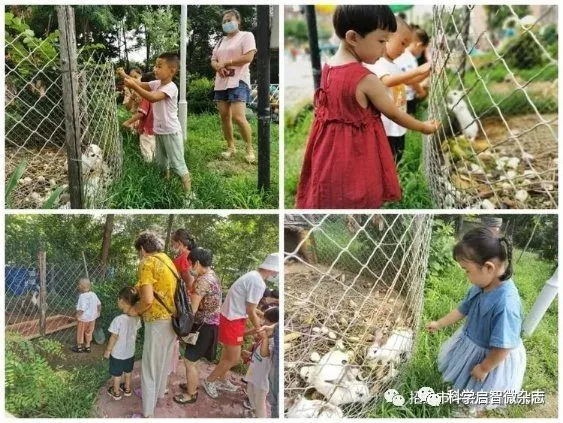 玲珑集团东村幼儿园——回望•致远（下）