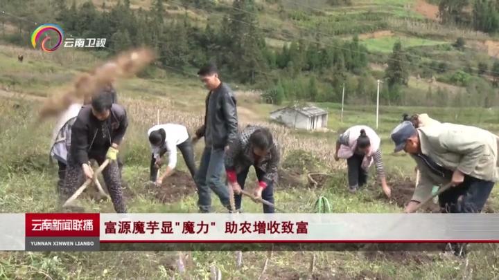 富源魔芋大县打造魔芋产业,富源县富源村魔芋基地