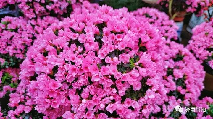 济南花卉市场哪个最大最出名,开放的济南花卉市场有哪些