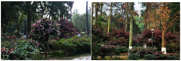 千姿百媚的山茶,千姿百媚的山茶图片