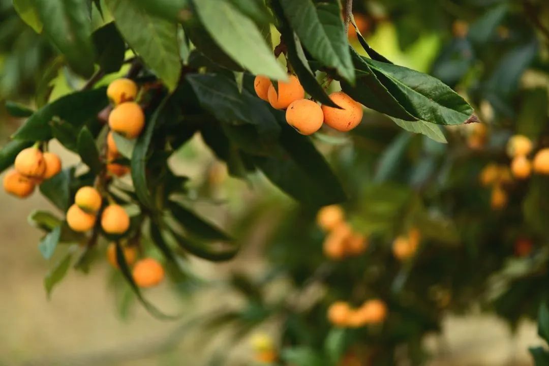 无锡口味独特吗,无锡的味道