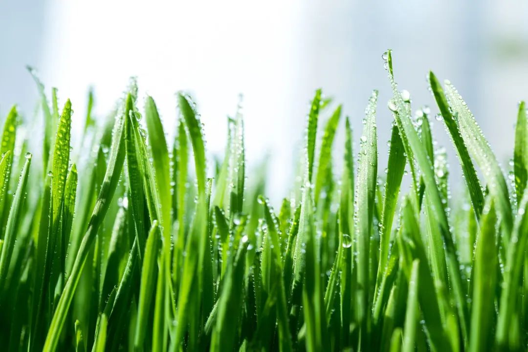 雨水随风润物细无声,随风潜入夜润物细无声老师