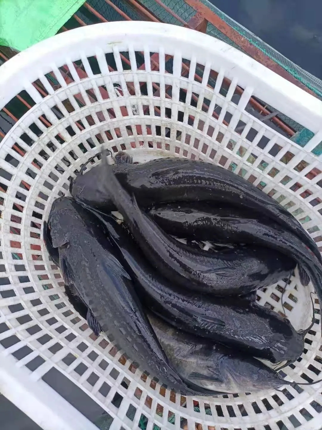 2-3年做到全国前三！恒兴要在鮰鱼上发力