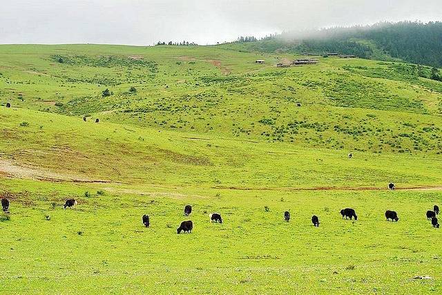 云南7日自由行最全攻略,云南8日自由行攻略