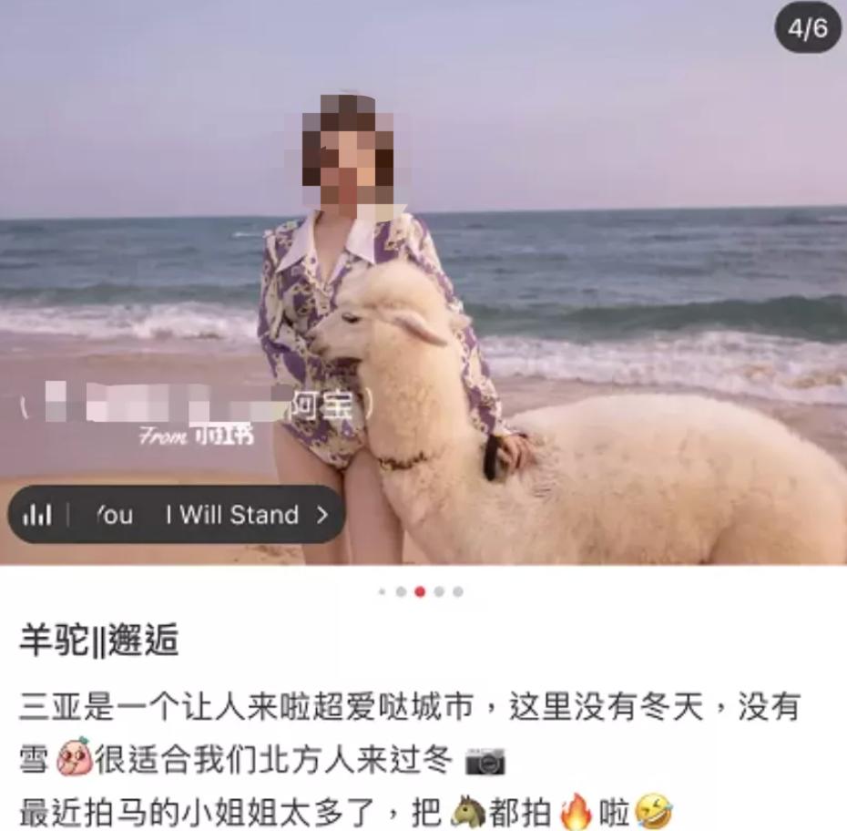 一马难求！网红在逃公主风把马都拍涨价了