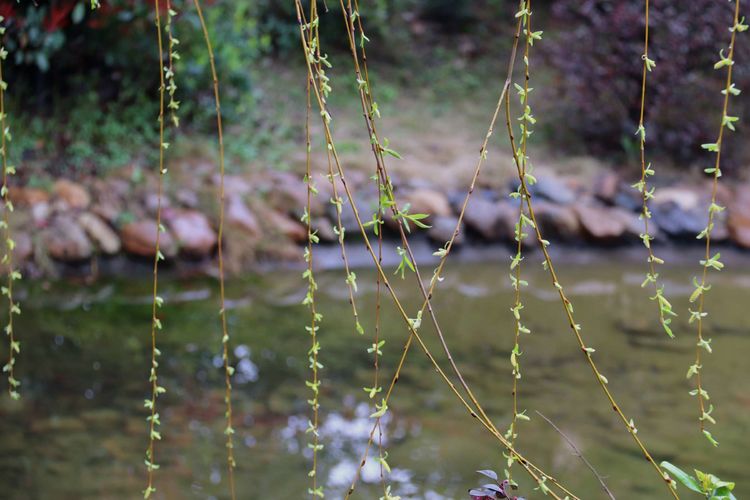 执手春天灼灼其华——咔嚓社最美遇见之寻找校园春意篇