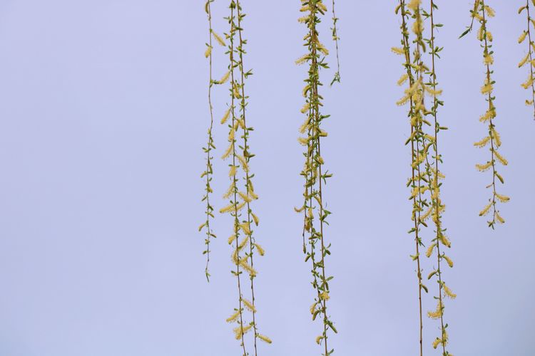 执手春天灼灼其华——咔嚓社最美遇见之寻找校园春意篇