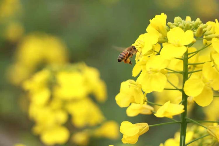 执手春天灼灼其华——咔嚓社最美遇见之寻找校园春意篇