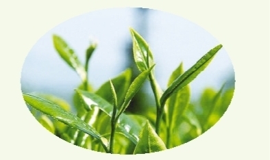 一年一季春茶时间表,一年一季新茶