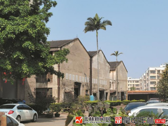 琴岛凤凰,琴鸟和凤凰