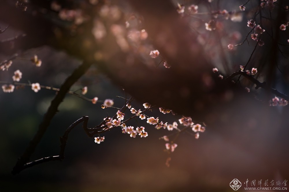 会员佳作｜吉龙生：“美丽中国、绿色江苏”梅花风韵系列作品