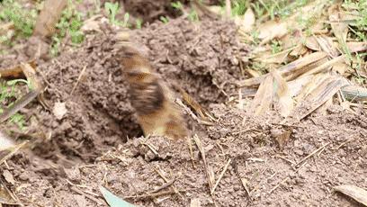 笋之鲜,泉之暖,快来西海温泉体验最纯粹的春日
