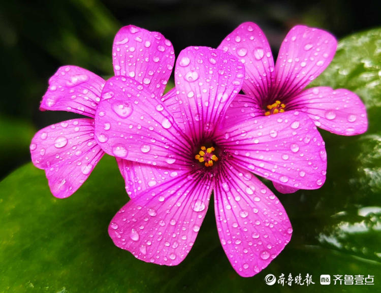 情报站｜日出绽放夜晚闭合，这样的紫色小花你见过吗？快来了解下