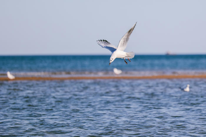 佳能全画幅微单rf系列镜头及价格,佳能eosr直播相机参数