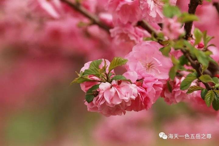 清明时节万物清新,清明万物新