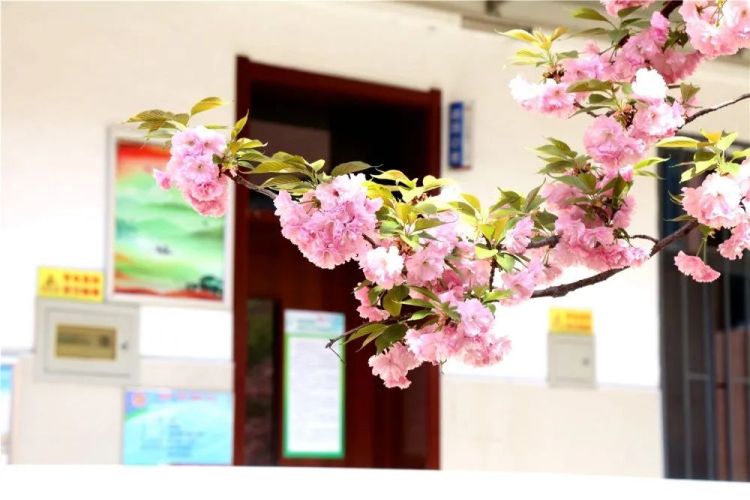 淄博五月樱花,淄博人山人海的樱花节