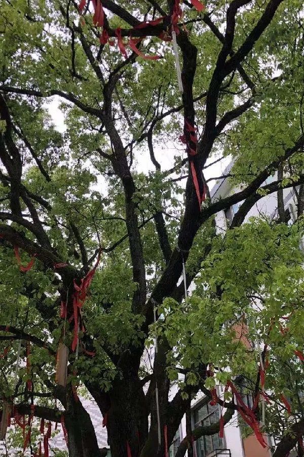 义乌美食及景点,义乌一日游必打卡美食