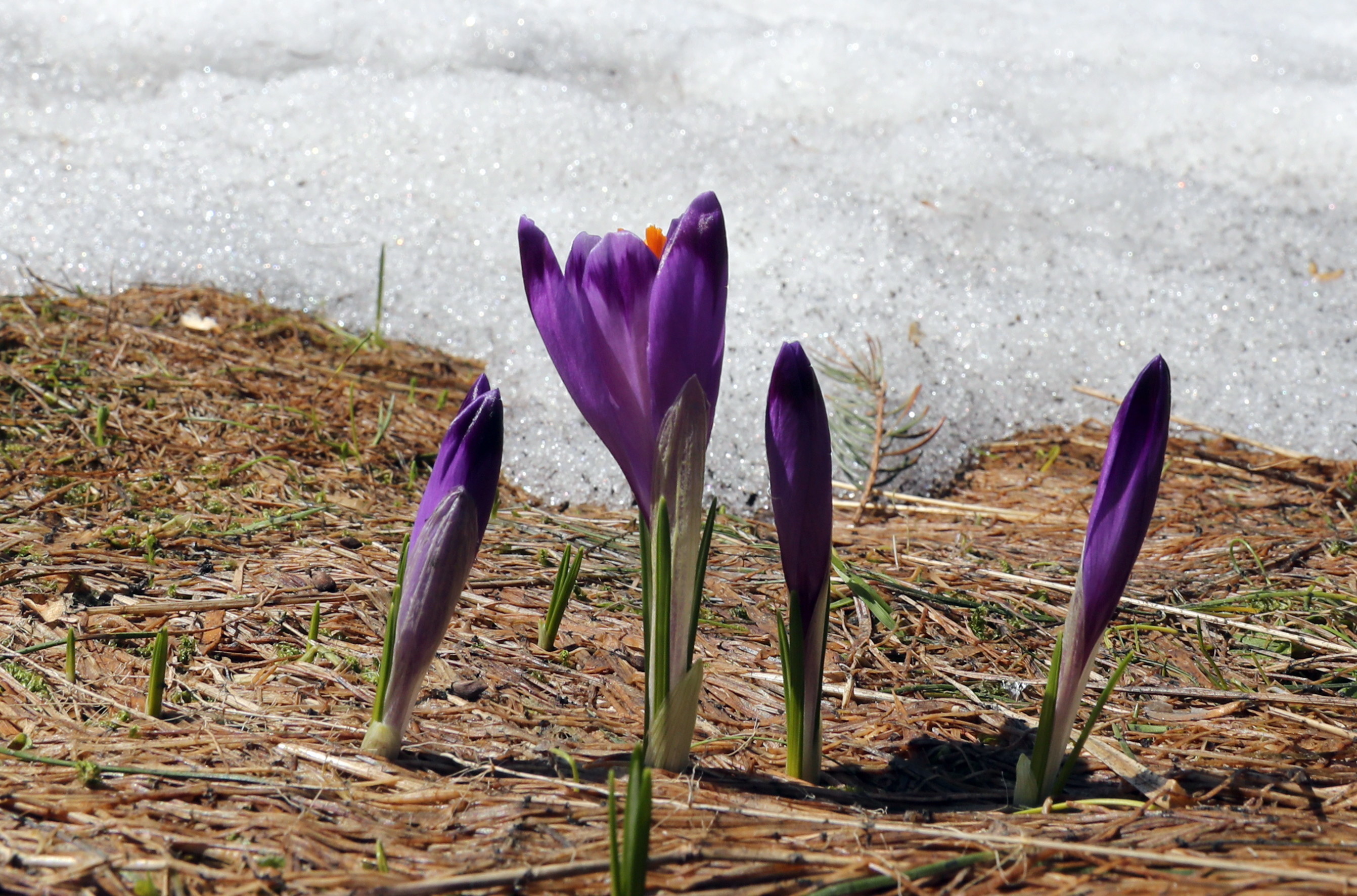 番红花开花后怎么处理,番红花开花期