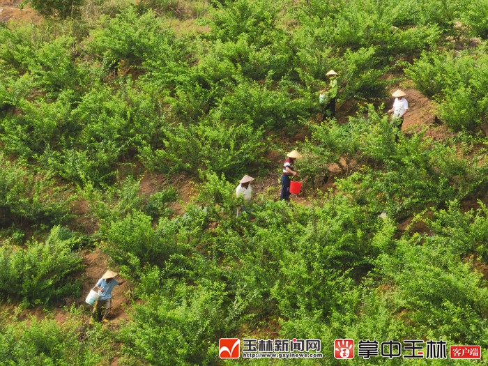 看!荒山野岭的聪明农业