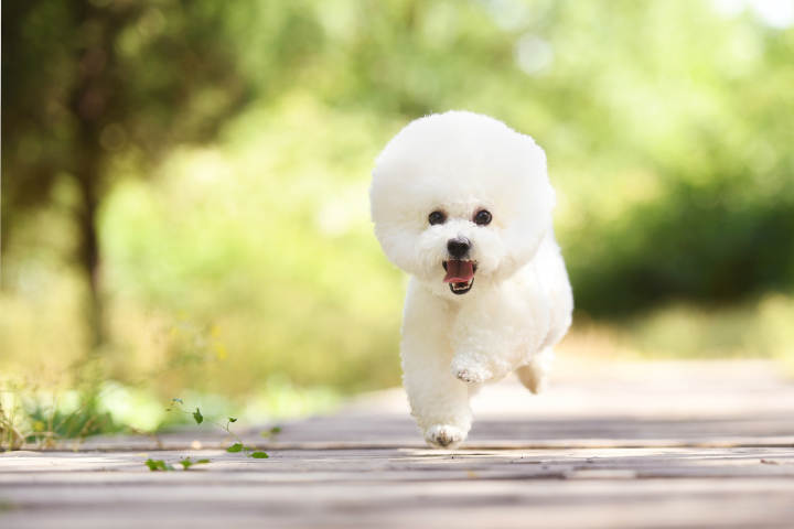 2021年10月泰迪领养同城,2020年泰迪狗狗领养