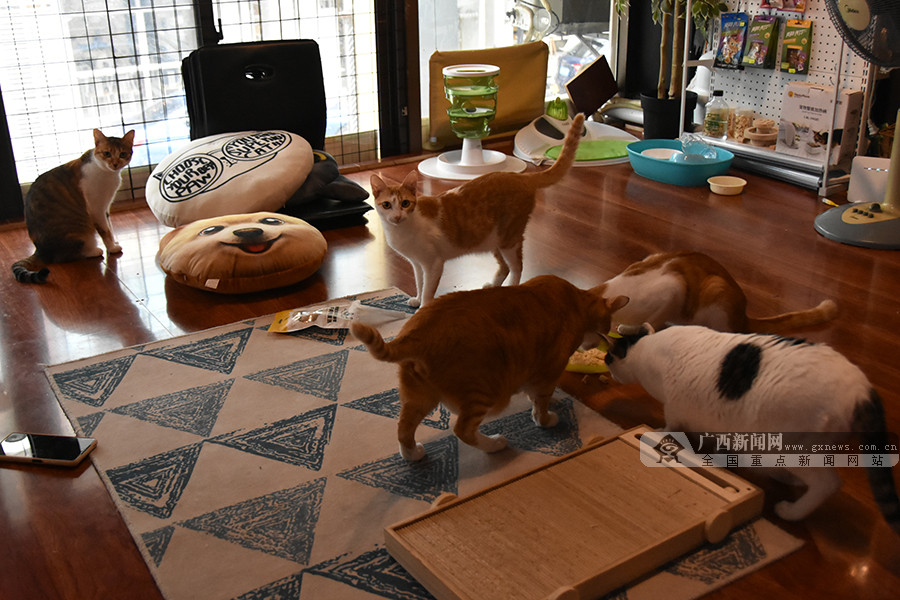 外出宠物在家怎么办,南宁宠物寄养多少一天