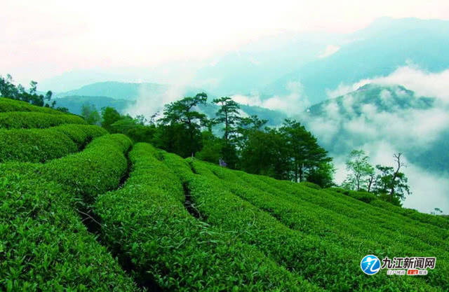 庐山云雾茶香幽如兰,庐山云雾毛尖茶