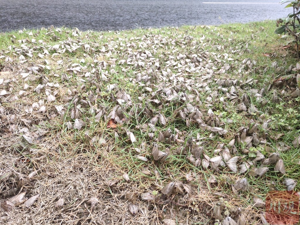 巴中飞蛾,飞蛾大量出现的后续