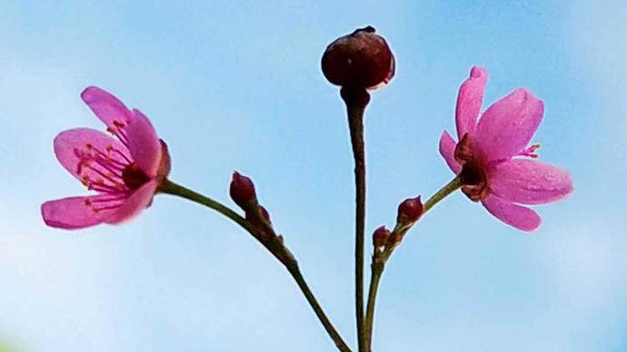 土人参开花是什么样子,土人参开花视频