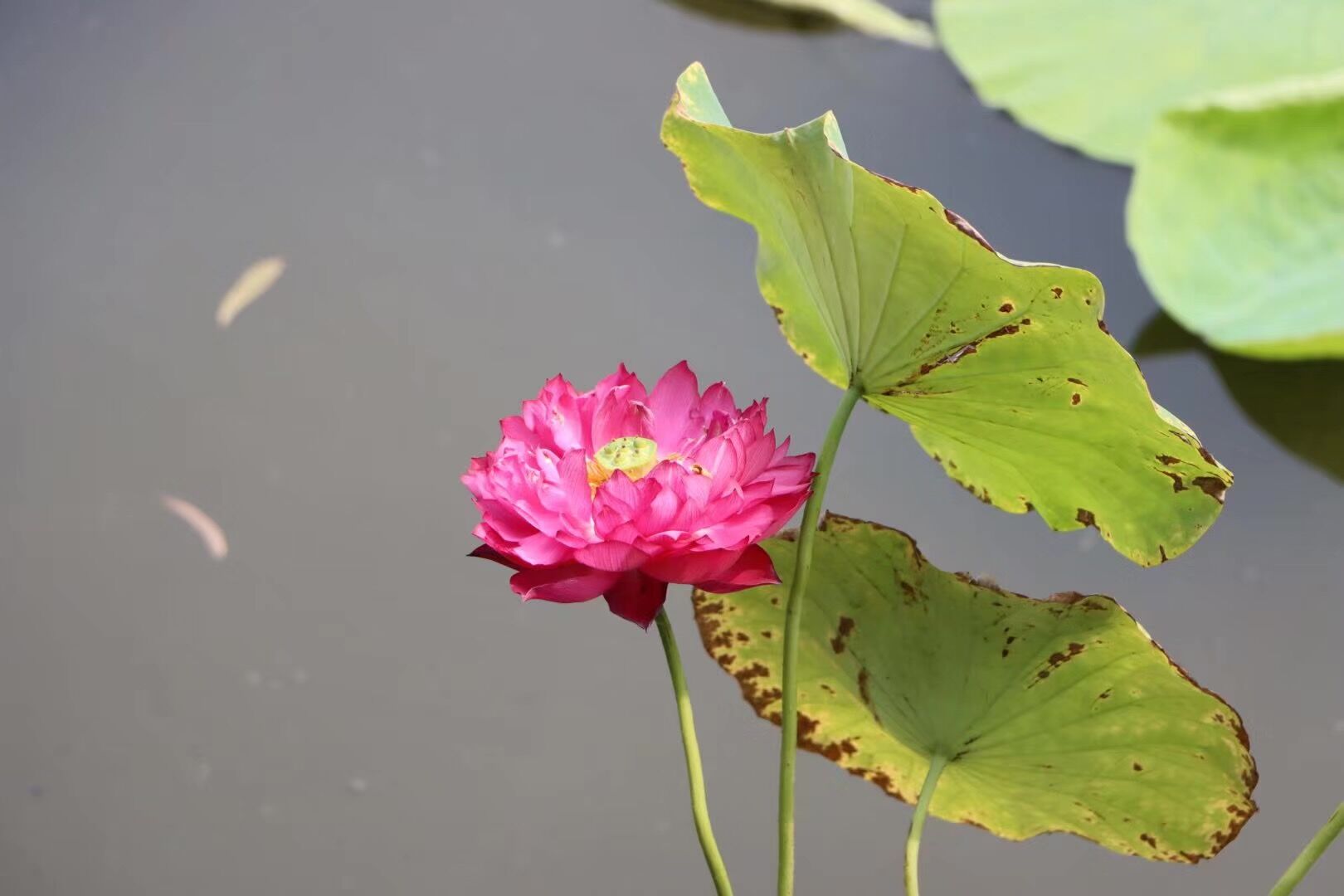 国学成语故事过河拆桥,南橘北枳出自晏子使楚