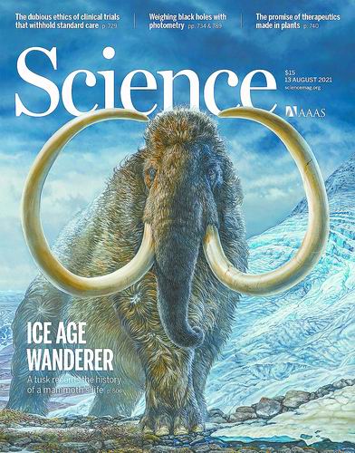 一头猛犸象的寿命是多久,世界上第一只复活的猛犸象