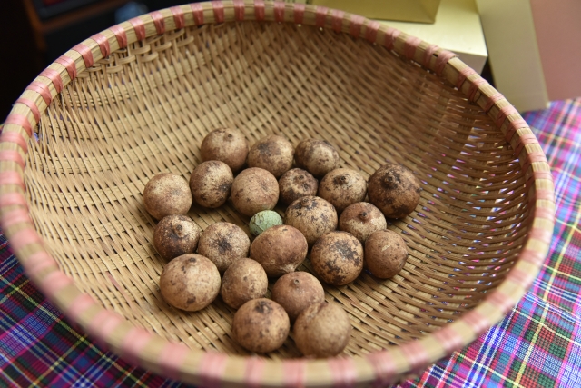 一棵历经千年的特殊树种，成了广南村民的“致富树”