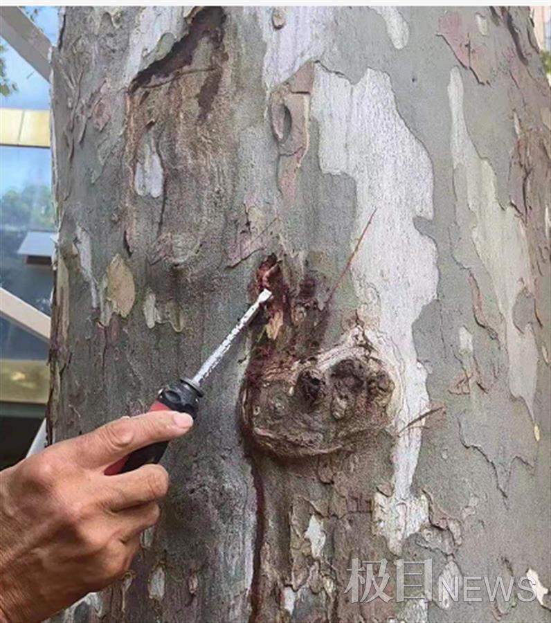 天牛危害事件,天牛危害的树图片