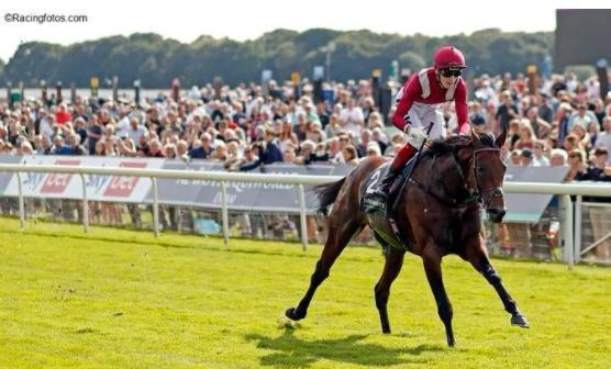 世界排行榜前十种马,世界十大马匹品种