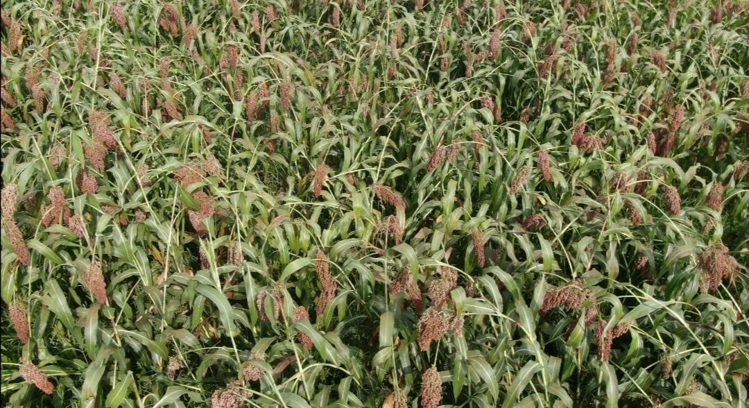 灏忓悍鍦嗘ⅵ缇庡ソ鐢熸椿,灏忓悍鍦嗘ⅵ