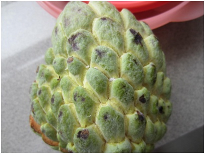 进口水果小百科系列,进口水果知识书