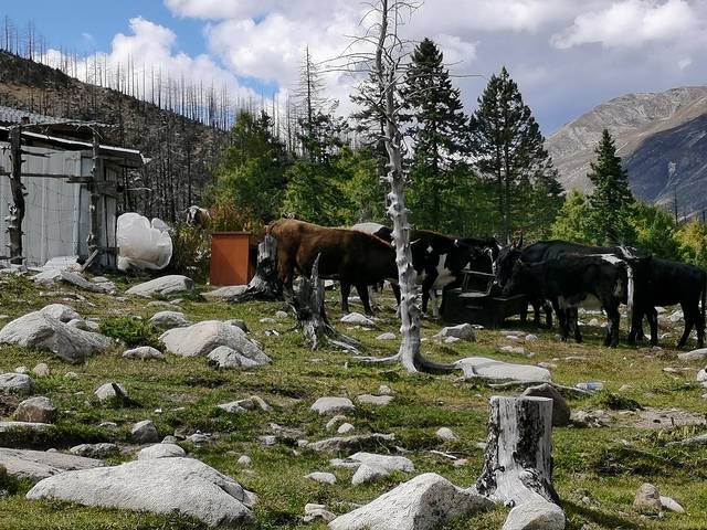 康定情歌木格措风景区自驾攻略,康定情歌木格措风景区舞蹈