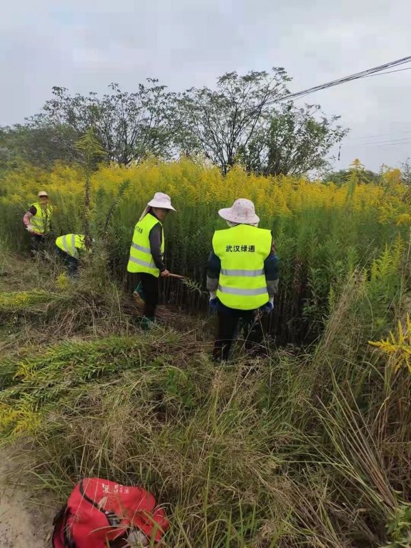 加拿大一枝黄花霸王花,加拿大一枝黄花怎么入侵了