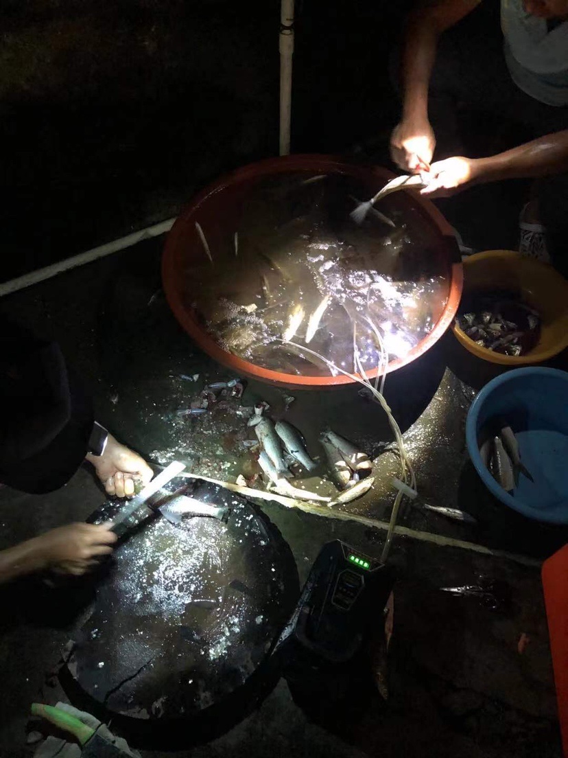 姐姐转战多个水库，鲮鱼爆护，豆豉鲮鱼不吃却拉回一麻袋有毒木薯