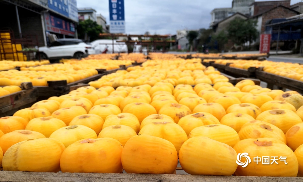 恭城柿子节天气,广西桂林恭城新鲜柿饼