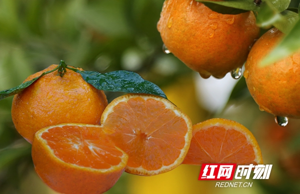 洞口雪峰蜜桔的来历,洞口雪峰蜜桔