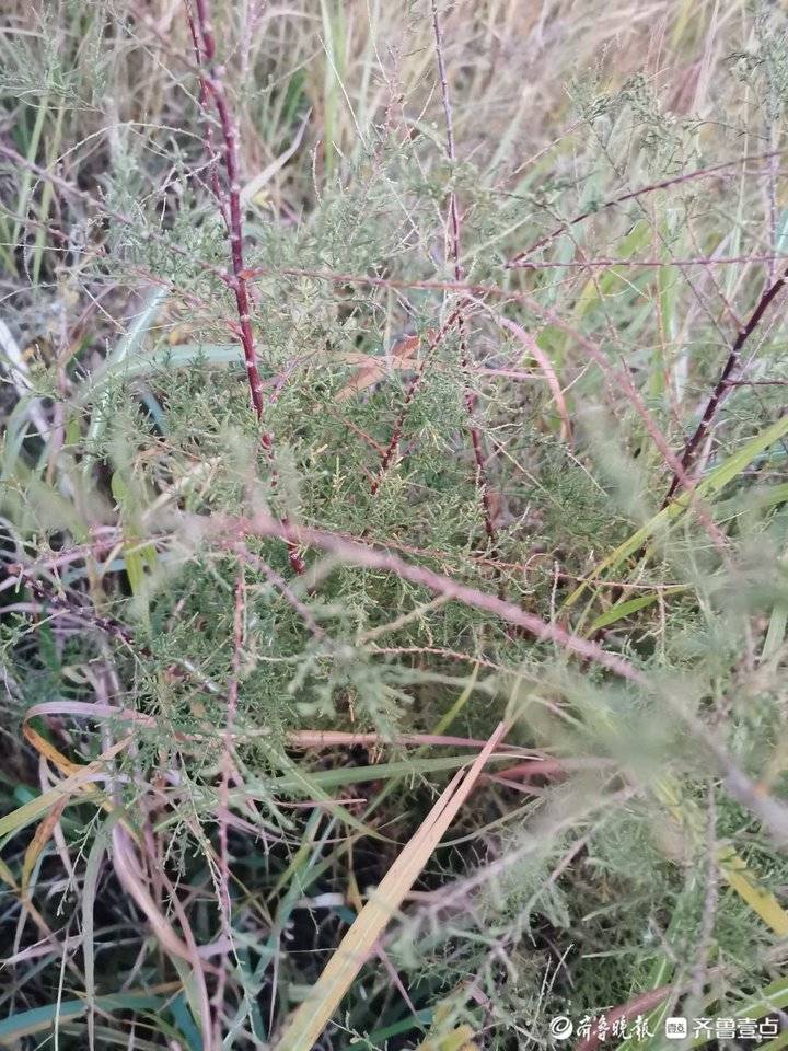 黄河谣之一：当一只天鹅成为“女儿”