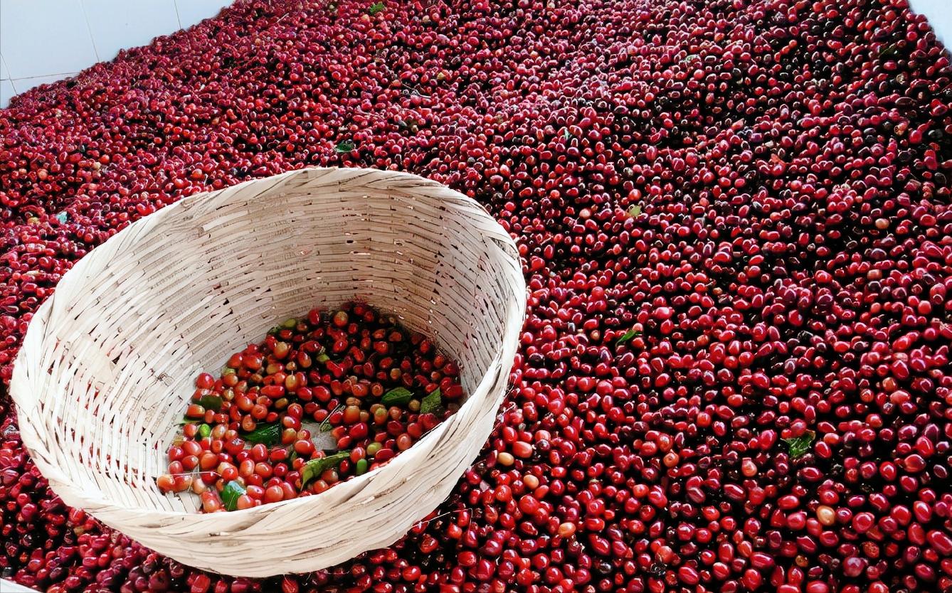 最贵的咖啡猫屎咖啡,世界上最贵的咖啡与最便宜的咖啡