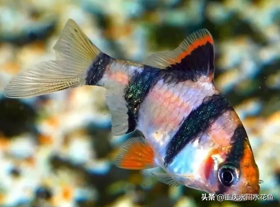 十大最好看的观赏鱼,观赏鱼100种形态
