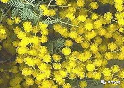 日本国花是什么花啊,全世界各国的国花是什么花