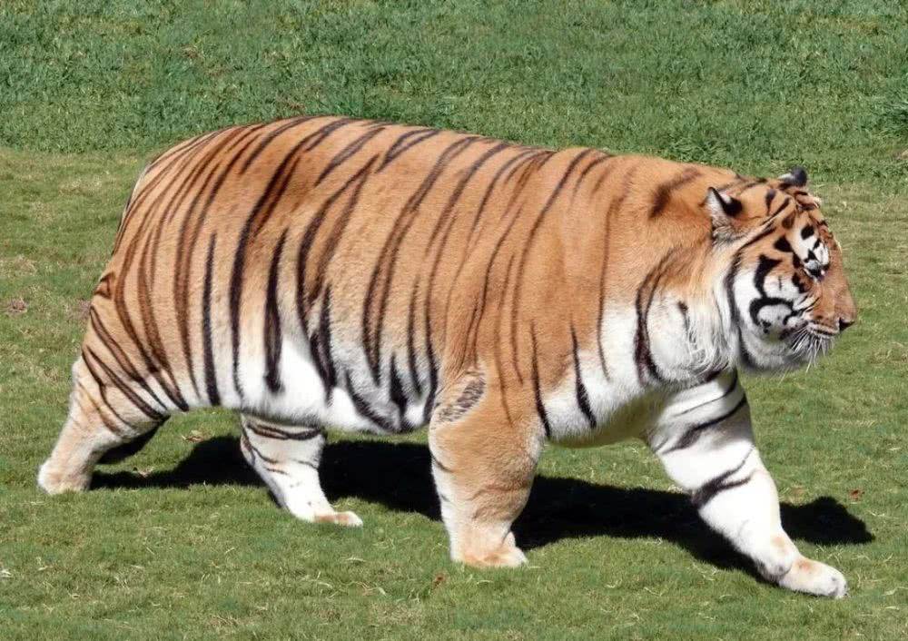 室内单车减肥健身器材推荐,精选好物推荐动感单车健身器材