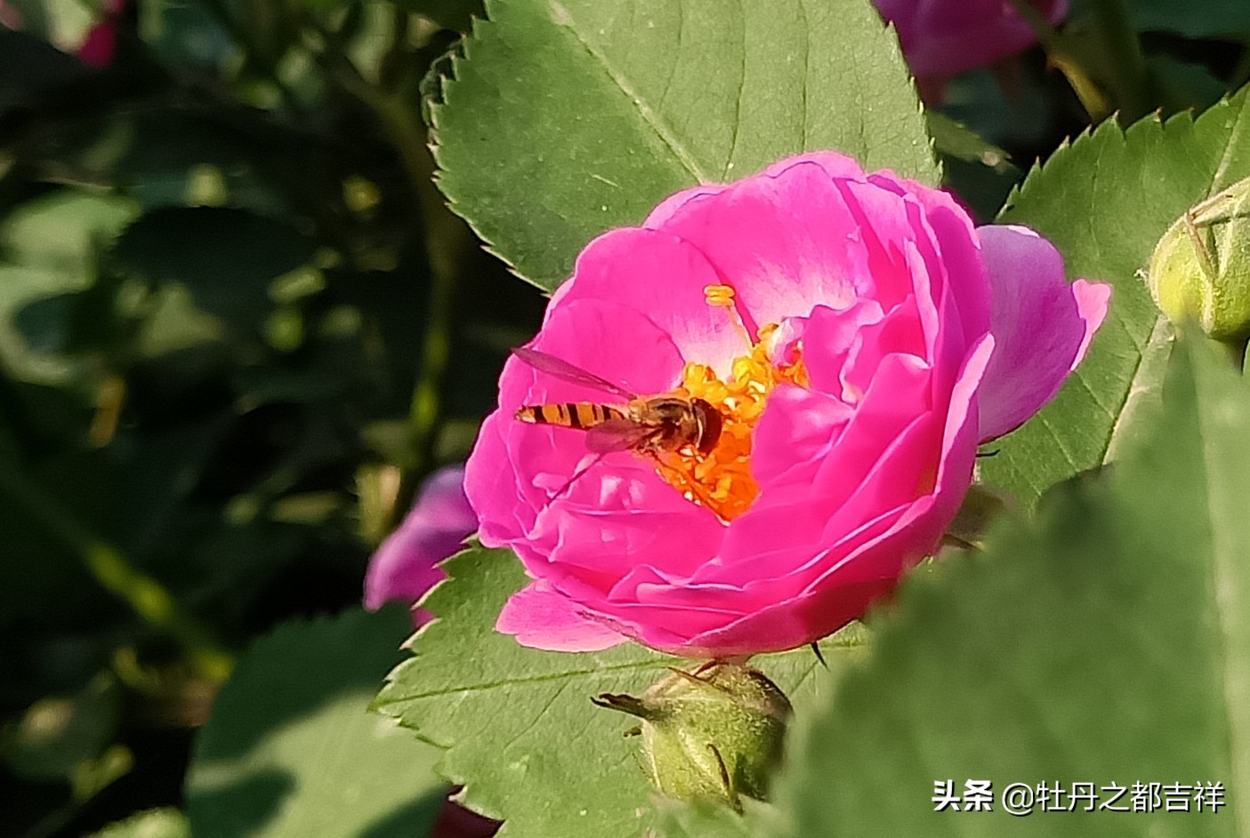 小小精灵采蜜忙,蜜蜂鲜花两相映!小手机拍出大意境