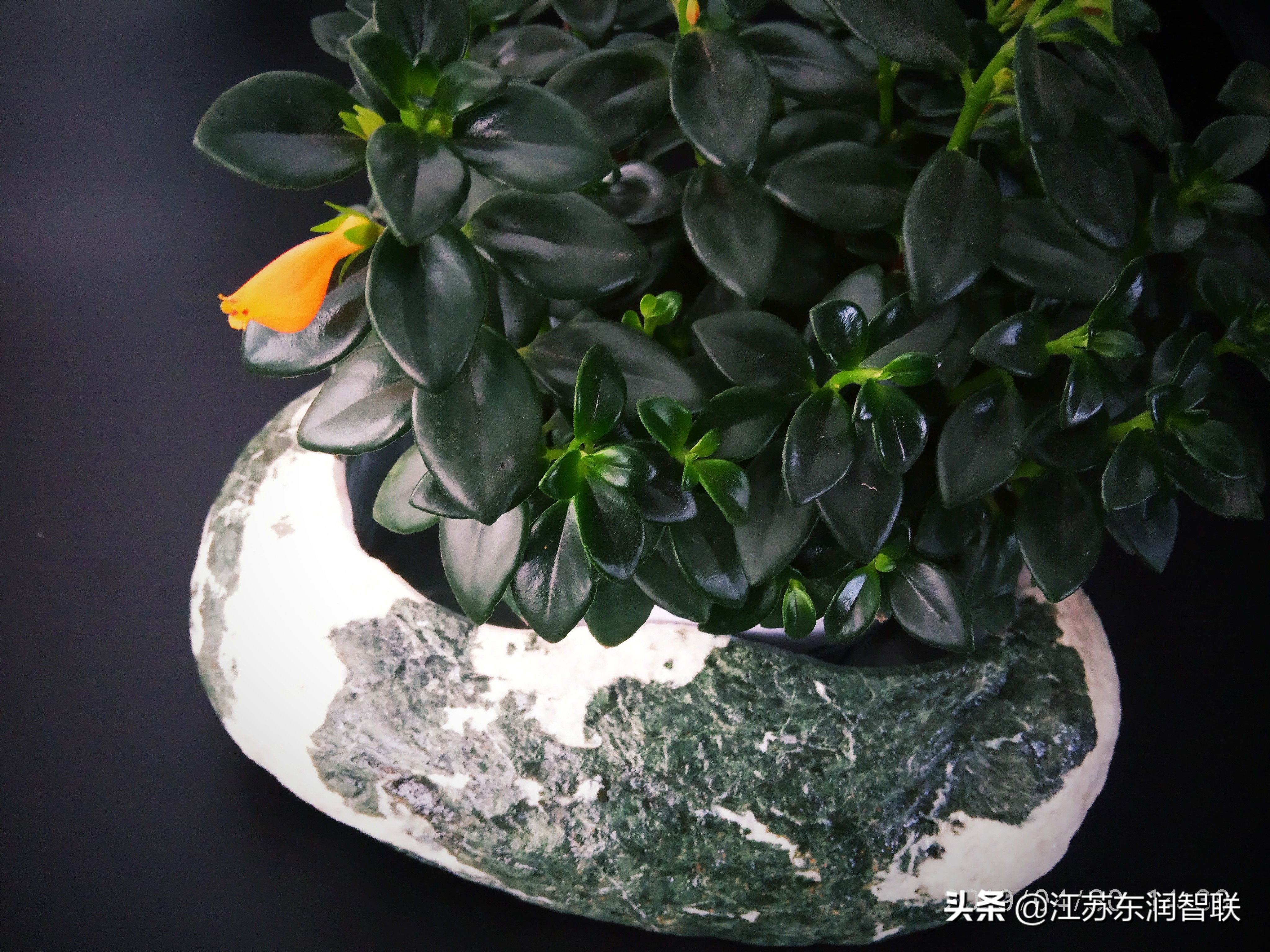 金鱼吊兰刚出现的小花苞是绿色的,金鱼吊兰开花后像小金鱼一样漂亮